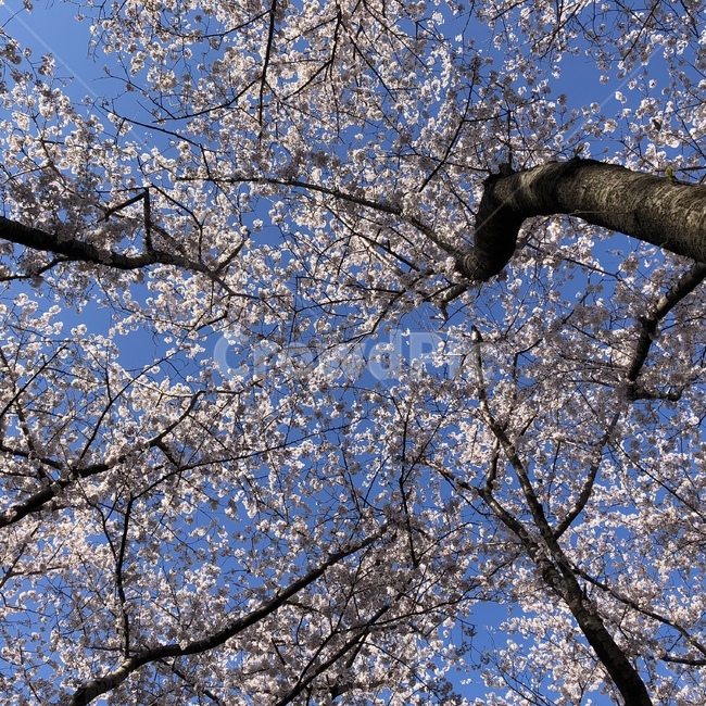 plant,식물,flower,꽃,벚꽃,cherryblossom,blossom,spring,봄,up,tree,나무,봄,계절,spring,season
