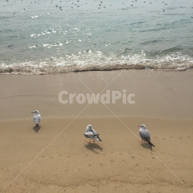 갈매기,새,바다,모래,파도,동물,animal,조류,새,birds