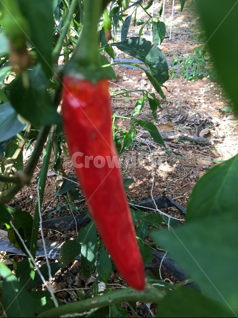 plant,식물,고추,홍고추,고추나무,농사,땅,흙
