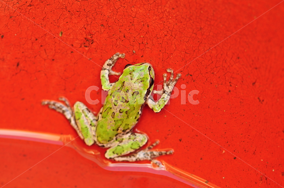 개구리,자연,양서류,참개구리,무당개구리,동물,animal,파충류,양서류,reptile,amphibian