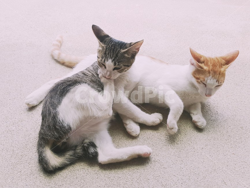 고양이,동물,cat,귀여운,야옹이,냐옹이,cute,두마리,동물,animal,포유류,mammal,고양이,cat,kitten,kitty