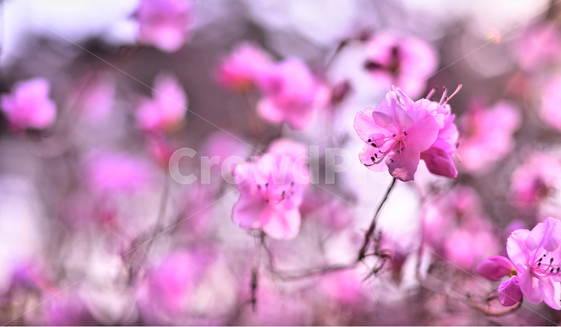 진달래꽃,감성사진,봄꽃,보케,빛망울,몽환적,진달래,플레어,두견화,분홍색꽃,꽃봉오리,필링,느낌,feeling,sensible,emotional,진분홍색,flare,핑크색꽃,pink,plant,식물,blossom,꽃,flower,나무꽃,야외,옥외,아웃도어,배경,바탕,백그라운드,background,outdoor