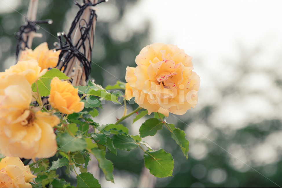 장미,장미꽃,꽃,rose,flower,yellowrose,노란색장미,노랑장미,식물,자연,plants,nature,꽃,flower,감성,sensible,feeling