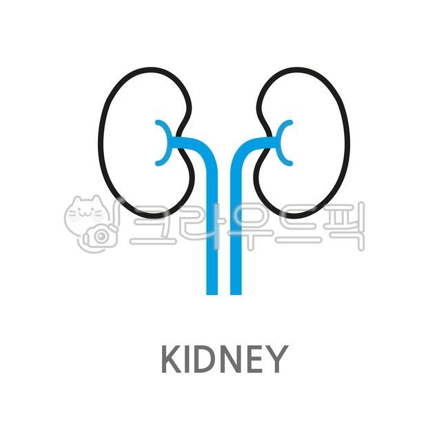 kidney,kidney,urinary,organ,hospital,internal medicine,medical,intestine,mind,bladder,urine,human body,organ,body organ,protection,examination,treatment,doctor,diagnosis,patient,anatomy,body anatomy,symbol,logo,symbol,emblem,labe