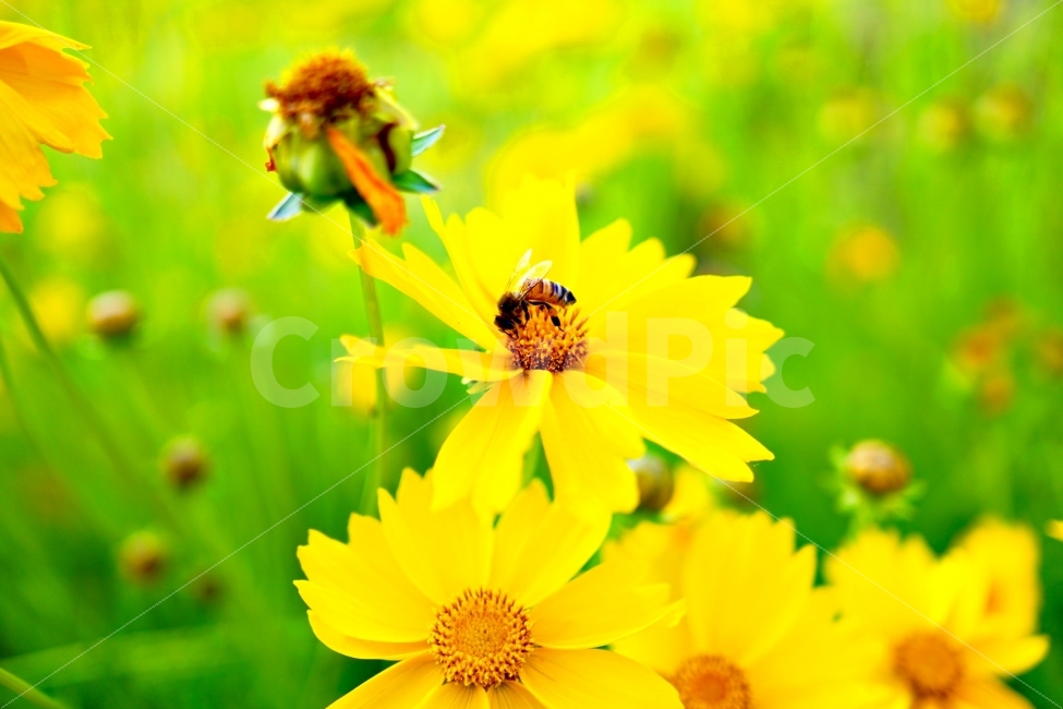 봄,꽃,벌,감성,힐링,식물,자연,plants,nature,꽃,flower,곤충,벌레,insect,bug