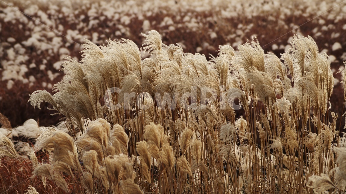 가을,가을풍경,하늘공원,억세풀,갈대,가을,계절,fall,autumn,season,식물,자연,plants,nature,grass,잔디,plant,lawn,reed