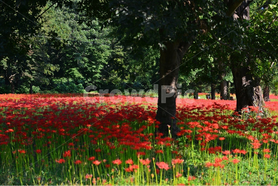 outdoors,옥외,leaf,잎,tree,나무,treetrunk,나무줄기,plant,식물,flower,blossom,꽃,고창,선운사,상사화,꽃무릇,만개,아침