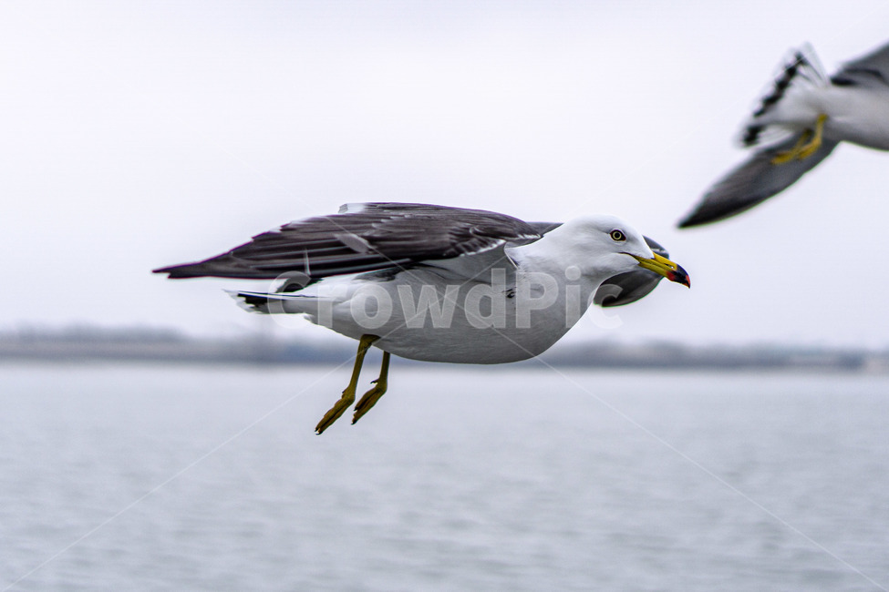 갈매기,새,bird,seagull,sea,바다,새떼,seagulls,animal,동물,flying,동물,animal,조류,새,birds
