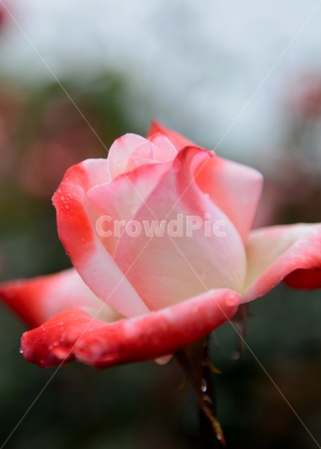 아름다운장미,장미,예쁜장미,활짝핀장미,장미사진,식물,자연,plants,nature,꽃,flower