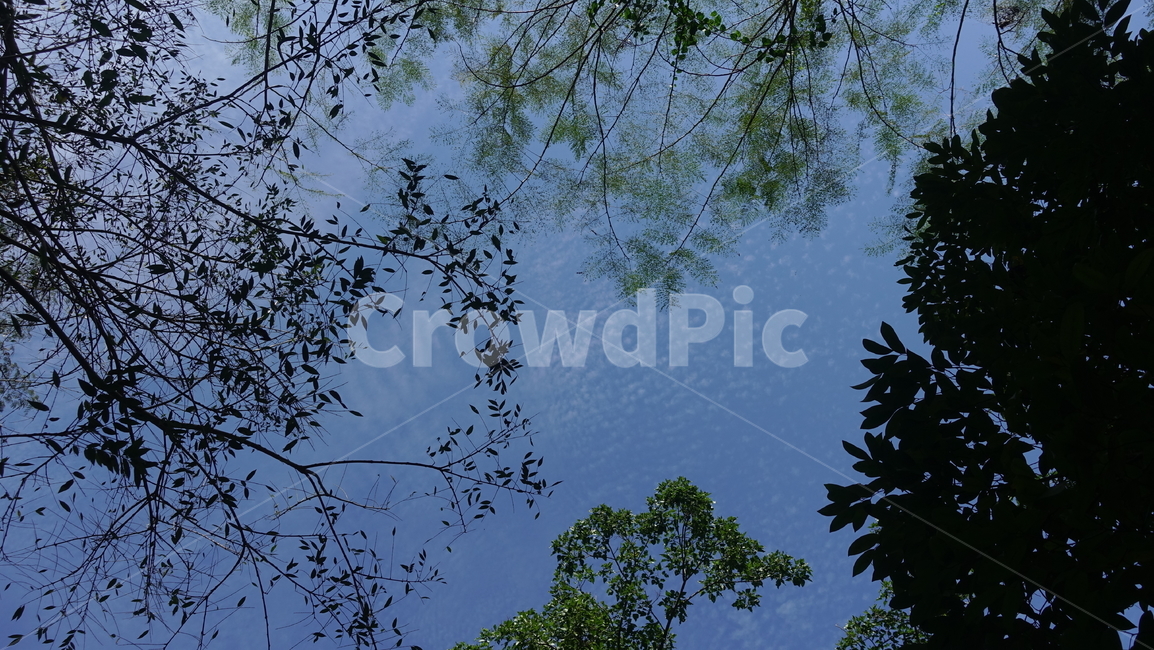 tree,나무,plant,식물,treetrunk,우듬지,잎,잎사귀,leaf,하늘,sky