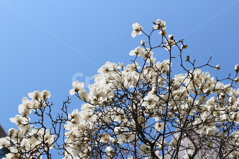 벛꽃,사쿠라,cherryblossom,봄,꽃,봄꽃,봄,계절,spring,season,식물,자연,plants,nature,꽃,flower,plant