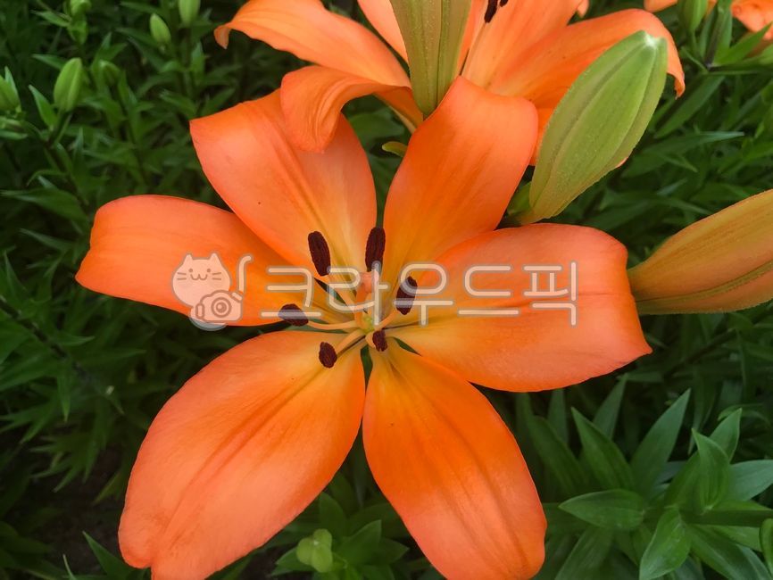 꽃,백합,꽃밭,화려함,향기,자연