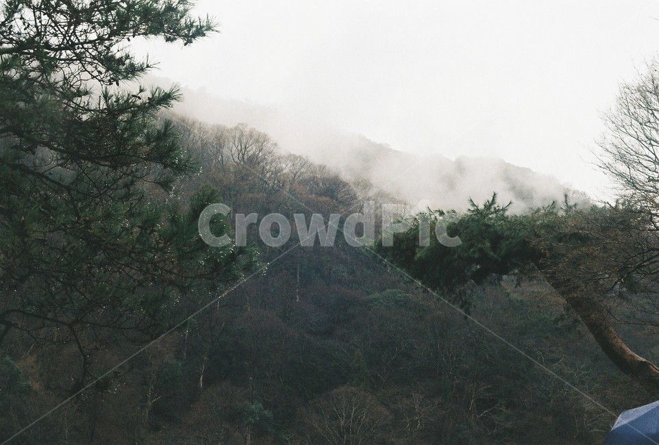 자연,산,안개,소나무,필름,빗방울,감성,푸른,경치,한국랜드마크,한국관광지,한국명소,korea landmark,korea tourist attraction