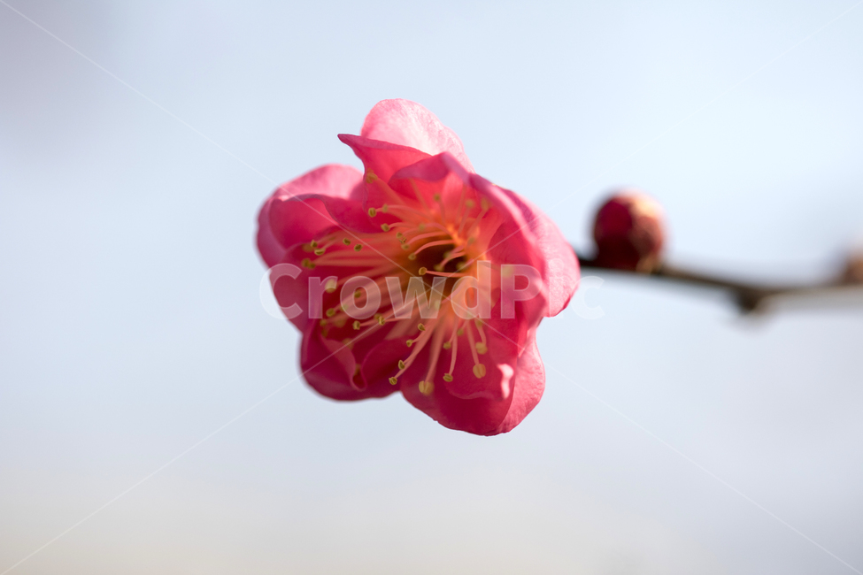 매화,매화꽃,매화나무,봄,봄꽃,꽃,홍매화,봄,계절,spring,season,식물,자연,plants,nature,꽃,flower,plant,blossom,geranium,제라늄