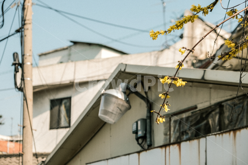 골목길,빈티지,골목,감성,재개발,풍경,거리,길거리,street,sensible,feeling,필름,추억,그리움,korea,seoul,landscape,가로등,봄,계절,spring,season,빈티지사진,빈티지느낌,빈티지감성,vintage,건축물,건물외관,exterior,building,structure,architecture,construction,plant,식물