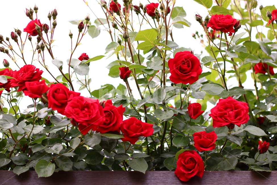 꽃,장미,flower,감성,붉은장미,빨간색,빨강,아름다움,장미축제,빨간장미,red,rose,식물,식물,자연,plants,nature,꽃,flower
