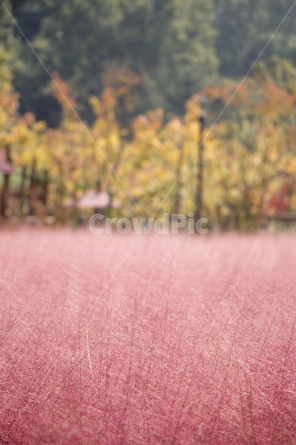 핑크뮬리,뮬리,식물,억새,자연,갈대,가을,계절,fall,autumn,season,nature,outdoors,옥외