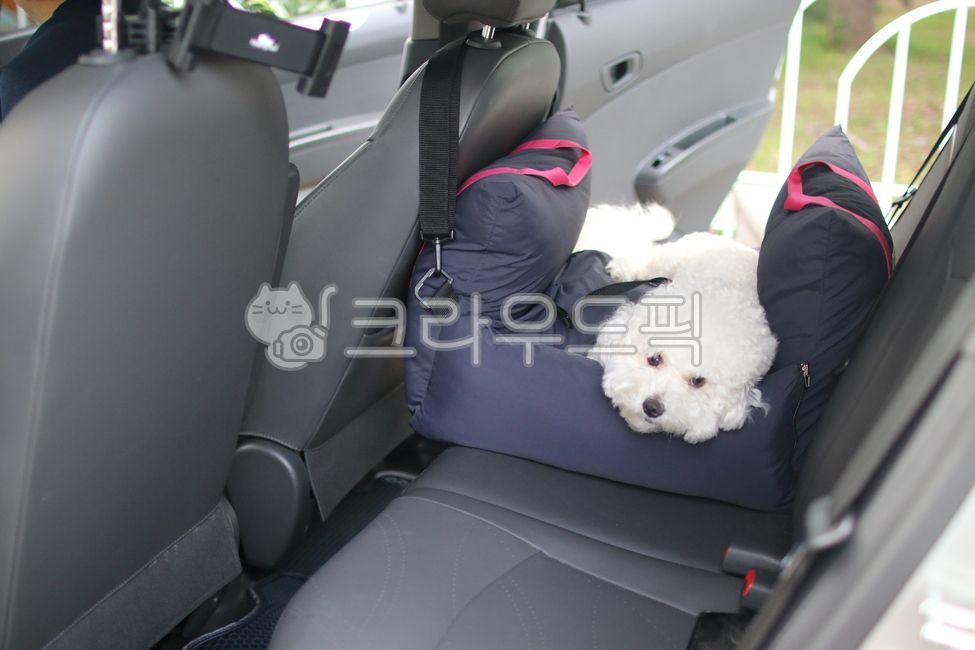 강아지,강아지차시트,강아지카시트,차시트,카시트,멍카시트,애견카시트,펫카시트,비숑,하얀강아지,흰강아지,하얀색강아지,흰개,하얀개,비숑프리제,dog
