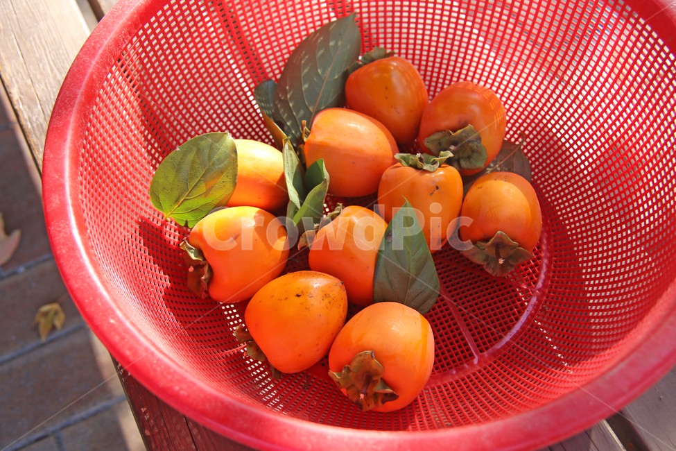 감,대봉,가을,과일,food,식물,감따기,감수확,가을,계절,fall,autumn,season,과일,열매,fruit,plant,음식,persimmon