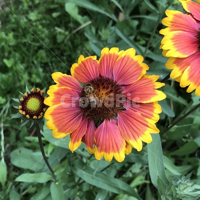 꽃,식물,벌,곤충,노랑,주황,초록,flower,plants,bee,insect,yellow,orange,green,hana,shokubutsu,hachi,konchuu,kiiro,orenziiro,midori,자연,nature,식물,자연,plants,nature,꽃,flower,동물,animal,곤충,벌레,insect,bug