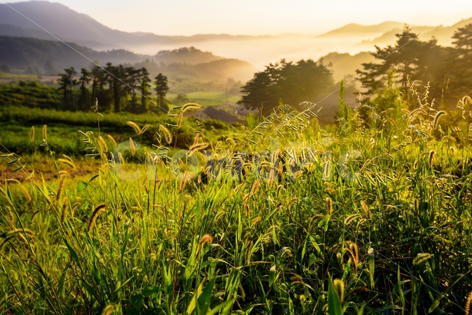 아침일출,풍경,강아지풀,식물,운해,자연,풍경,nature,landscape,휴식,힐링,rest,relaxation,healing,field,들,grassland,목초지,outdoors,옥외