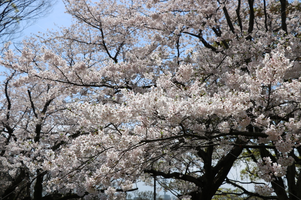 벚꽃,봄,꽃나들이,벚꽃드라이브,일본벚꽃,후쿠오카벚꽃,봄,계절,spring,season,식물,자연,plants,nature,꽃,flower,plant,blossom