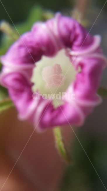 나팔꽃,메꽃과의한해살이덩굴식물,꽃,Morningglory,식물,쌍떡잎식물,Flowers,Purple,Pharbitisnil,통화식물목,속씨식물,붉은색,흑축,결속,결속허무한사랑,꽃7월8월,Plant,angiosperm,Flora,dicotyledon,식물도감,야생화,들꽃,담쟁이,식물,자연,plants,nature,꽃,flower