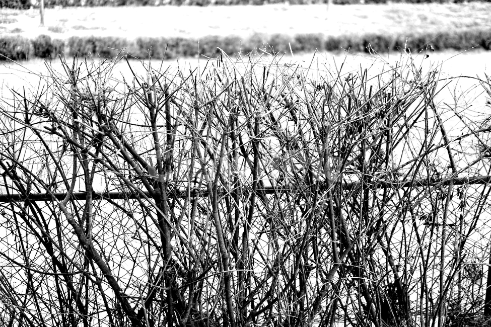 겨울,나무,흑백,빈티지,추상,식물,자연,plants,nature,나무,trees,wood,흑백,모노톤,monochrome,black and white