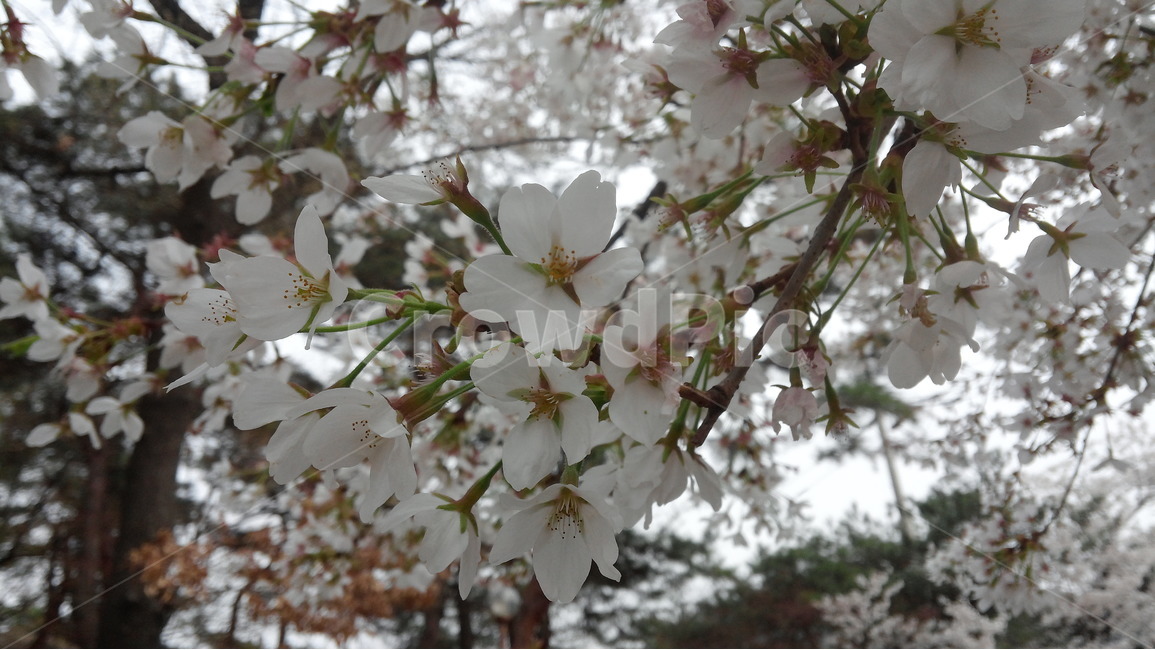 벚꽃,흰색,봄,전령사,아웃포커싱,봄,계절,spring,season,식물,자연,plants,nature,꽃,flower,plant,blossom