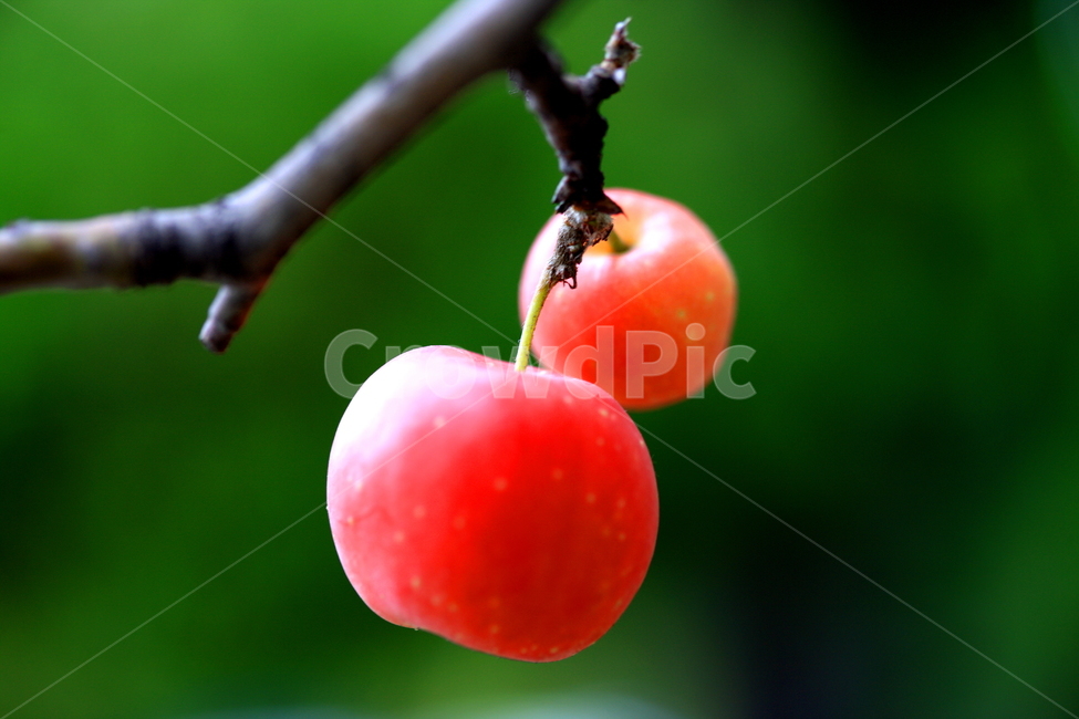 과일,사과,식품,나무,풍경,과일,열매,fruit