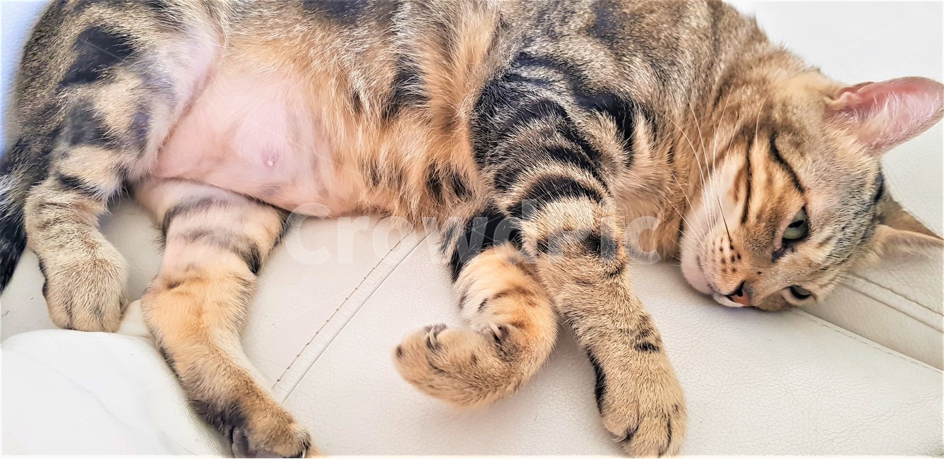 고양이,동물,애완동물,반려동물,귀여운,편안한,cat,animal,cute,pet,apetanimal,comfortable,동물,animal,포유류,mammal,고양이,cat,kitten,kitty