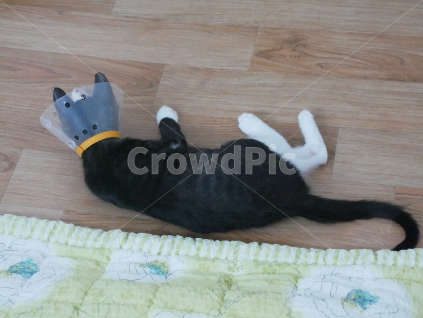고양이,개냥이,아기고양이,동물,검은고양이,동물,animal,포유류,mammal,고양이,cat,kitten,kitty