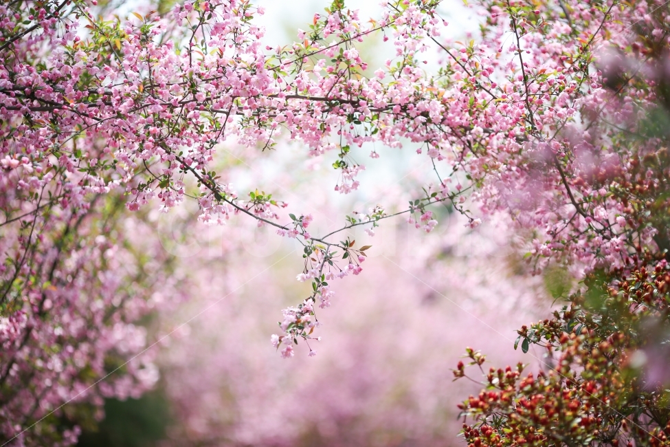 봄,꽃,해당화,서부해당화,화사함,감성,식물,자연,plants,nature,봄,계절,spring,season,꽃,flower,plant,blossom
