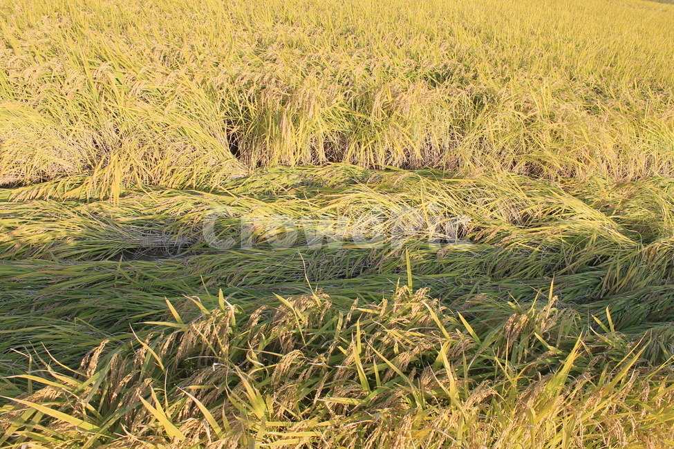 자연,논,추수,가을,가을추수,nature,harvest,ricefield,ricepaddy,autumn,fall,엎친벼,layrice,들,들녁,가을,계절,fall,autumn,season,농업,농사,agriculture,farming,farming industry,grass,잔디,plant,식물,field,outdoors,옥외,grassland,목초지