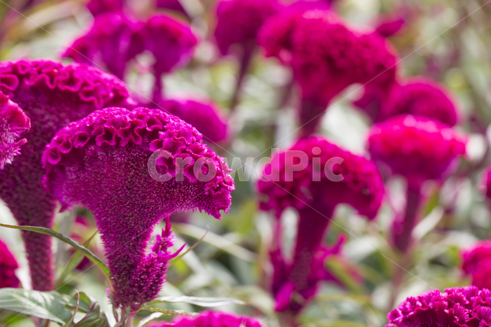 맨드라미,꽃,식물,자연,자주색,맨드라미꽃,식물,자연,plants,nature,꽃,flower