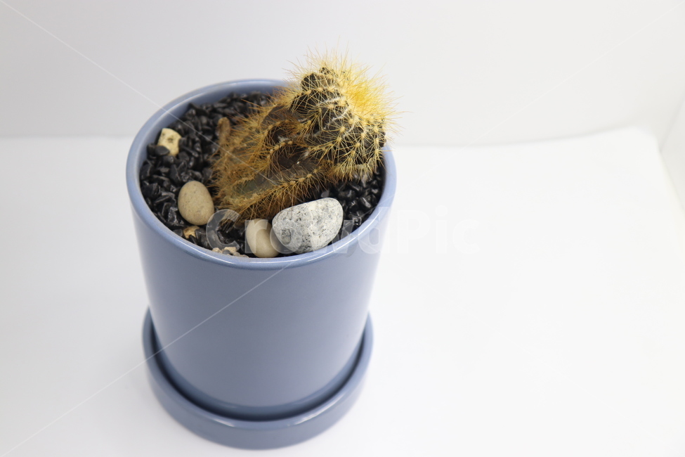 화분,선인장,가시,식물,사막,다육,식물,자연,plants,nature,실내용화초,화분,화초,house plant