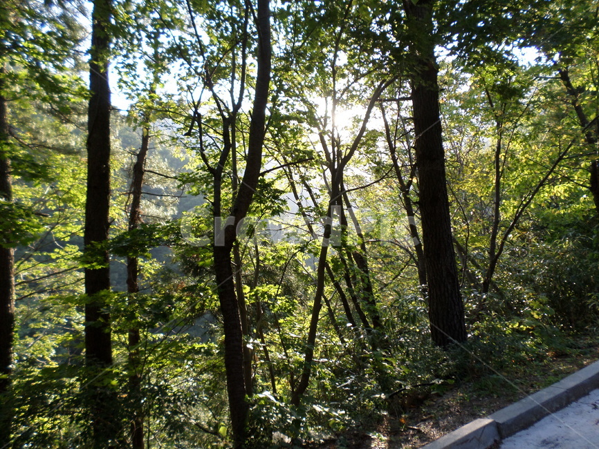 나무,산,숲길,풍경,자연풍경,식물,자연,plants,nature,나무,trees,wood,휴식,힐링,rest,relaxation,healing