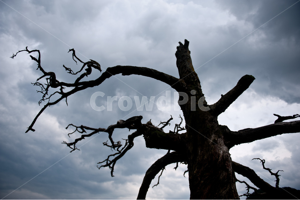 죽은나무,비장한,섬뜻한,자연,풍경,나무,자연,풍경,nature,landscape,실루엣,그림자,silhouette,shadow,tree,tree trunk,나무 줄기,plant,식물