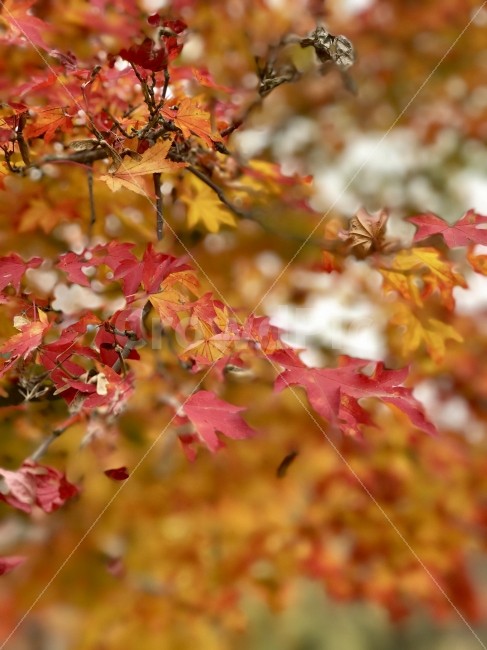 단풍,가을,단풍잎,붉은,가을풍경,자연,식물,나무,식물,자연,plants,nature,가을,계절,fall,autumn,season,leaf,잎,plant,tree,maple