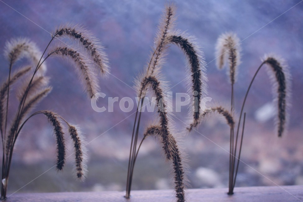 꽃,매크로,접사,자연,장미,조화,가을,계절,fall,autumn,season,식물,자연,plants,nature,grass,잔디,plant,lawn