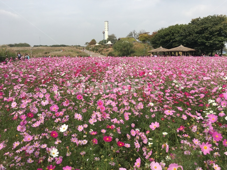꽃,flower,공원,plant,blossom,가을,계절,fall,autumn,season,geranium,제라늄,식물