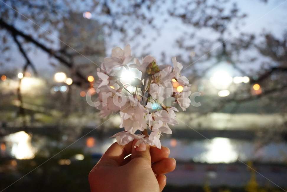 꽃,벚꽃,flower,cherryblossom,봄