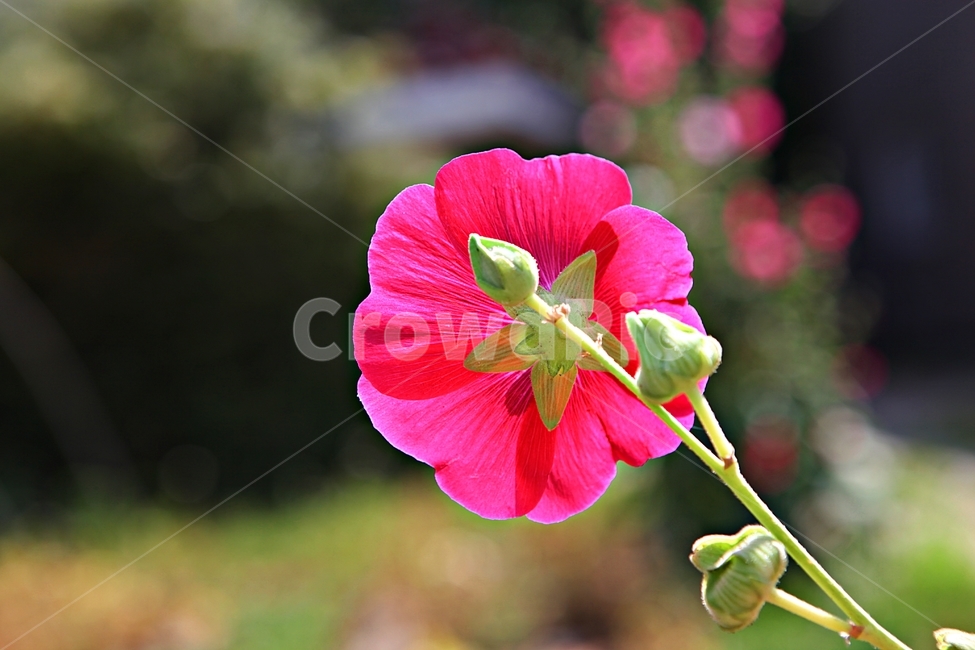 접시꽃,꽃,식물,공원,자연,식물,자연,plants,nature,꽃,flower