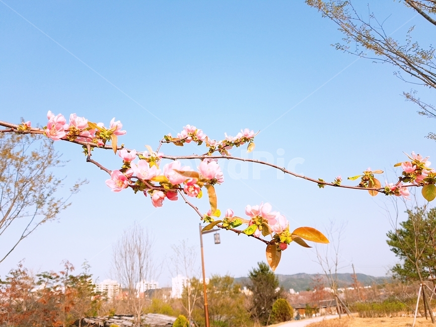 꽃,꽃사과,꽃나무,봄,나무,식물,자연,plants,nature,꽃,flower