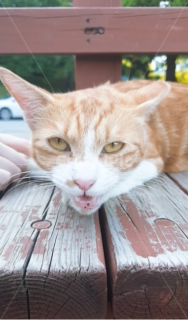 동물,animal,고양이,cat,pet,표정,화난표정,expression,표현,갈색고양이,동물,animal,포유류,mammal,고양이,cat,kitten,kitty
