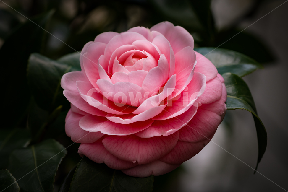꽃,봄,분홍,분홍색,분홍색꽃,접사,식물,꽃잎,동백,분홍동백,flower,plant,blossom,spring,macro,petal,flowerpetal,pink,camellia,pinkcamellia,식물,자연,plants,nature,꽃,flower
