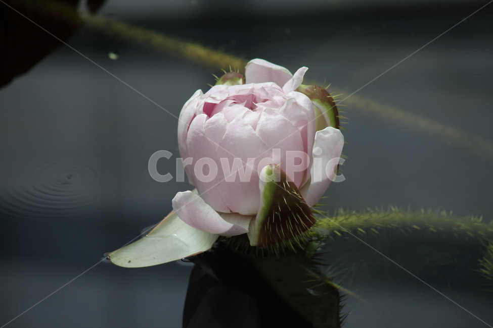 flower,꽃,수련,빅토리아연,victoriaamazonica,식물,자연,plants,nature,꽃,flower