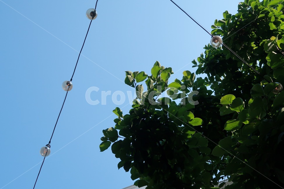 하늘,조명,낮,식물,나뭇잎,blue,green,식물,자연,plants,nature