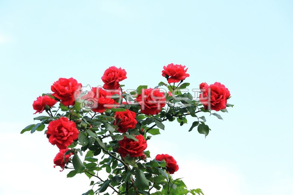 빨간색,빨간장미,장미,rose,장미꽃,flower,꽃,plant,식물,blossom,빨간,아름다운,녹색,꽃잎,5월,야외,개화,red,green,beauty,outdoors,may,nature,자연,beautiful,미