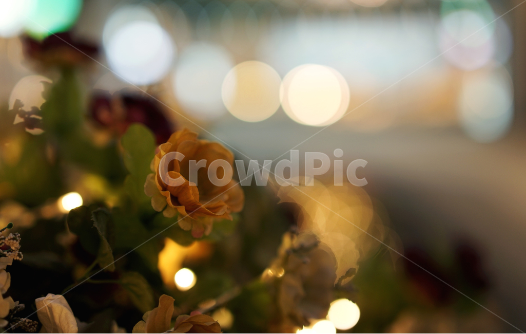 꽃,보케,거리,밤,야경,풍경,스냅,빛,도시,식물,자연,plants,nature,꽃,flower,감성,sensible,feeling